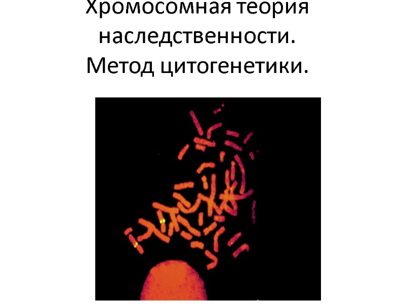 Хромосомная теория наследственности. Метод цитогенетики.